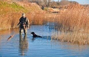 Le Chasseur Français 1549 Râle d'eau à la billebaude