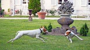 Le Chasseur Français 1549 Mon chien me parle…