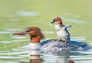 Le Chasseur Français 1550 Planche à harle