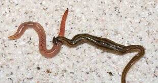 Le Chasseur Français 1550 Vers plats invasifs chez les chiens et les chats