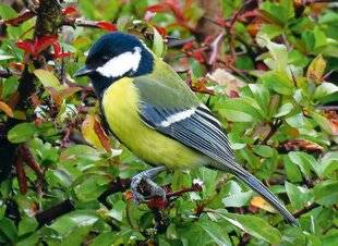 Le Chasseur Français 1550 D'où viens-tu, jolie mésange ?