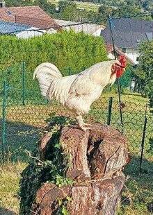 Le Chasseur Français 1550 Laissez-moi chanter……