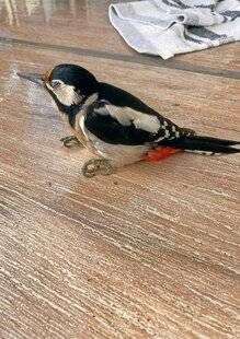 Le Chasseur Français 1550 Choc à pic…