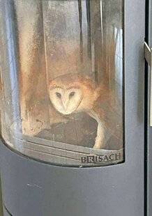 Le Chasseur Français 1550 Chouette, le Père Noël ?