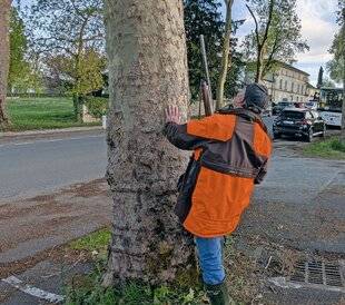 Le Chasseur Français 1550 Plumes noires sur la ville