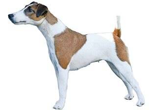 Le Chasseur Français 1550 Le fox-terrier