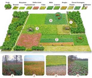 Le Chasseur Français 1550 Les cultures à grand gibier