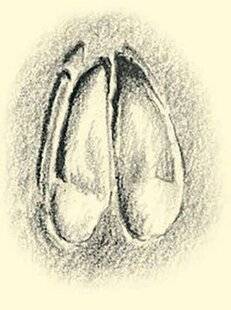 Le Chasseur Français 1550 À qui appartient cette empreinte ?