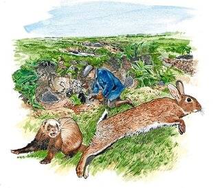 Le Chasseur Français 1550 Tradition La régulation du lapin au furet