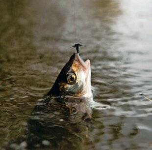 Le Chasseur Français 1550 Poisson surprise en Corrèze