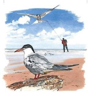 Le Chasseur Français 1550 La sterne pierregarin(Sterna hirundo)