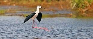 Le Chasseur Français 1550 Juchée entre ciel et eau…