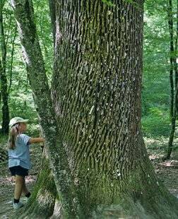 Le Chasseur Français 1550 Le chêne à vœux de la forêt de Chaux