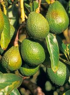 Le Chasseur Français 1550 Produisez vos avocats