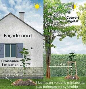 Le Chasseur Français 1550 Comment réussir la culture d'un avocatier ?
