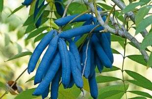 Le Chasseur Français 1550 L'arbre aux saucisses bleues