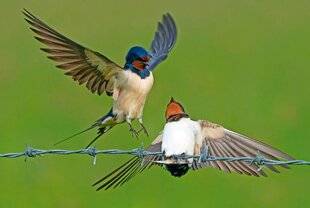 Le Chasseur Français 1551 RENVERSANT !