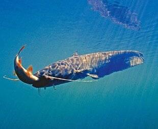 Le Chasseur Français 1551 Le silure : la bête noire des milieux aquatiques