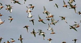 Le Chasseur Français 1551 Barge rousse : ses secrets de navigation