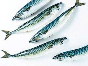 Le Chasseur Français 1551 Cinq maquereaux par jour et par pêcheur