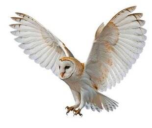 Le Chasseur Français 1551 Des nichoirs pour l'effraie