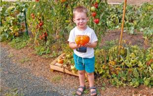 Le Chasseur Français 1551 Na, na, na… c'est ma tomate ananas !
