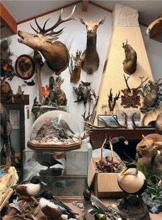 Le Chasseur Français 1551 Taxidermistes, la passion dans la peau