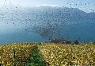 Le Chasseur Français 1551 Une régulation remise en cause