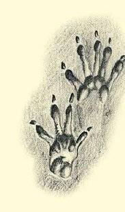 Le Chasseur Français 1551 À qui appartient cette empreinte ?