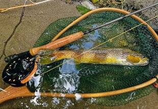 Le Chasseur Français 1551 Le Dessoubre : refuge de la truite zébrée
