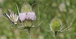 Le Chasseur Français 1551 Le cabaret des oiseaux