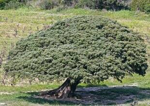 Le Chasseur Français 1551 Un cade dynamique !