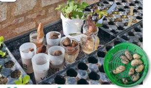 Le Chasseur Français 1551 Un an de pommes de terre & Cie !