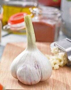 Le Chasseur Français 1551 C'est le moment : l'ail nouveau