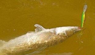 Le Chasseur Français 1551 Le sandre au poisson nageur
