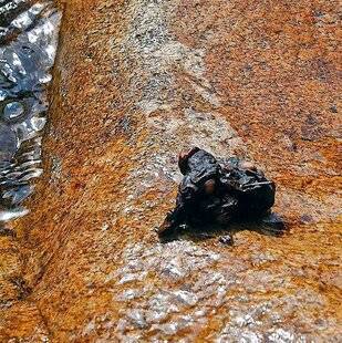 Le Chasseur Français 1551 Devinette