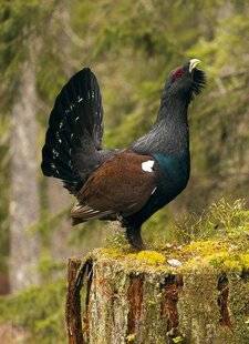 Le Chasseur Français 1552 Grand tétras et lagopède alpin : désormais classés non chassables