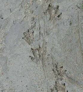 Le Chasseur Français 1552 À qui appartiennent ces empreintes sur le sable d'une berge ?
