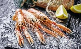 Le Chasseur Français 1553 La langoustine, la « cigale des mers »