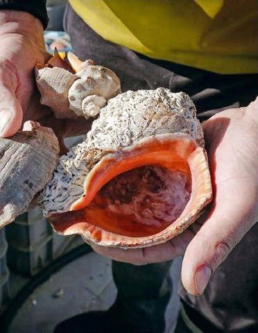 Le Chasseur Français 1554 Bulot géant en Charente-Maritime