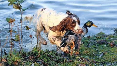 Le Chasseur Français 1554 L’english springer spaniel