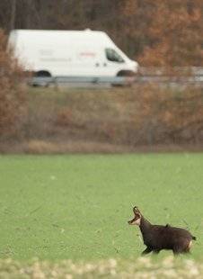 La Revue Nationale de La Chasse 858 Visite surprise en Champagne berrichonne