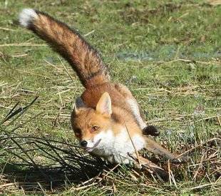 La Revue Nationale de La Chasse 858 En mars, chassez aussi le renard