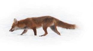 La Revue Nationale de La Chasse 858 Une vie de... Renard