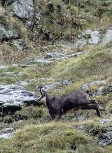 La Revue Nationale de La Chasse 858 Premier chamois dans les brumes du Champsaur