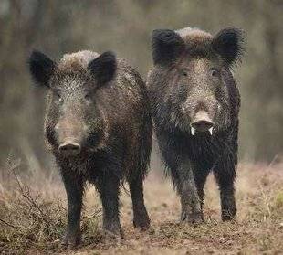 La Revue Nationale de La Chasse 858 Peste porcine africaine