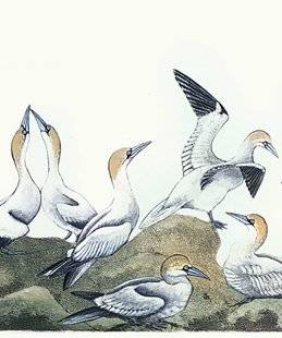 La Revue Nationale de La Chasse 858 Couleur en délicatesse