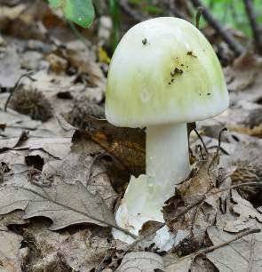 La Revue Nationale de La Chasse 858 Attention aux champignons !