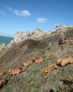 La Revue Nationale de La Chasse 858 Le plus court des bassets