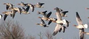 La Revue Nationale de La Chasse 858 Oies et permis à 200